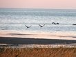Экологи объяснили сокращение водоплавающих птиц на Алтае