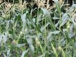 Урожайность кукурузы на Алтае выросла в разы