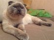 Алтайский кот Барсик выдвинет кандидатуру на выборах президента
