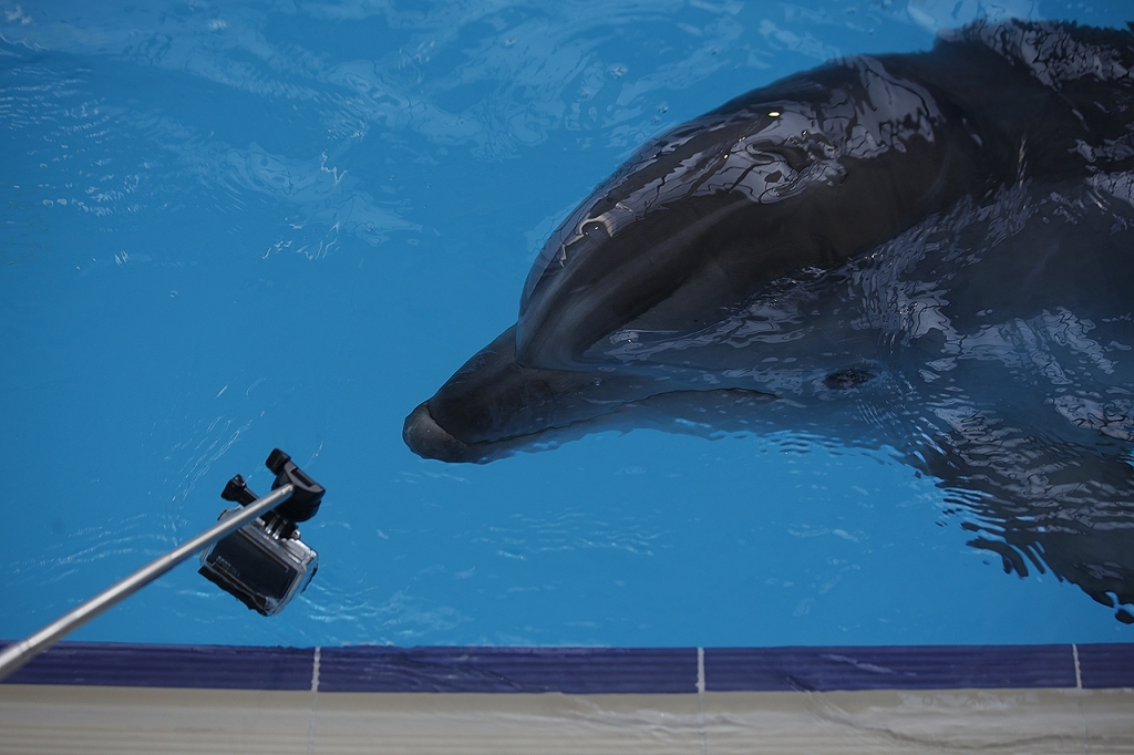 Релакс с дельфинами со скидкой 30% в Минском дельфинарии от Slivki.by
