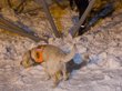 Мальчик погиб под снежной лавиной на Алтае