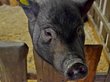 Бурятских свиней оградят от африканской чумы
