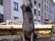 Памятник-копилка в поддержку бездомных животных появится в Томске
