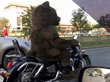 Медведь-байкер переполошил барнаульцев
