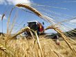 Рекордный за последние 100 лет урожай собрали в Томской области