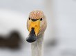 Загадочные лебеди вновь прилетели зимовать на Алтае. ФОТО