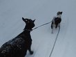 Собака выгуливала козу на поводке по улицам Омска