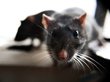 Видео с принимающей душ крысой рассорило Сеть