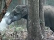 Слониха-курильщица удивила ученых