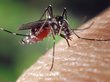 Человеческую кровь сделали ядовитой для комаров