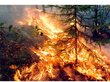 Площадь лесных пожаров Сибири увеличилась втрое