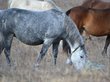 Лошадь в Новосибирской области насмерть затоптала ребенка
