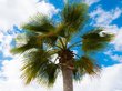 Пляж Красноярска украсят настоящими пальмами