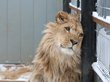 Найденный на московской улице лев отправится в зоопарк Абакана