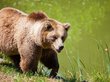 Медведь из красноярского заповедника ради здоровья искупался в луже