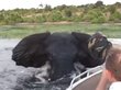 Нападение слона на лодку засняли на видео