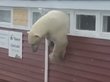 Белый медведь объелся шоколада и застрял в окне