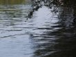 Подросток в Омской области измерял глубину в реке и утонул