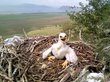 Сокращение численности степного орла в РФ ужаснуло ученых