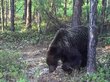Строгий медведь избавился от фотоловушки в Подлеморье