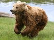 Иркутская полиция убила медведя, напавшего на женщину