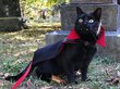 Черный кот-вампир прославился в Сети