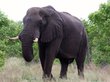 Видео нападения слона на туристов опубликовали в Сети