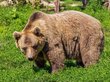 Спецназ обезвредил опасного медведя в Иркутске