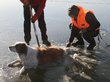 Собака вмерзла в лед читинского озера и выжила. ФОТО