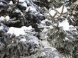 Северный ветер принесет снегопады в Новосибирскую область