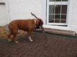 Создан умный открыватель двери для собак