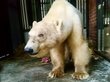 Зашедшую в Норильск белую медведицу отвезли в красноярский зоопарк