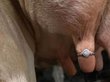 Фермер надел обручальное кольцо на вымя коровы
