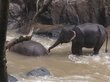 Шесть слонов в Таиланде попытались спасти слоненка и погибли