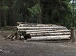 Рослесхоз объявил «войну» нелегальной вырубке леса