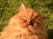 Розовый кот со стрижкой «как у льва» пропал в Новосибирске