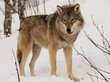 Охотники в Туве добыли в январе половину годового плана волков