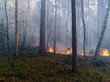 Заподозренных в поджоге леса чиновников в Приангарье избили