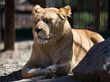 Зоопарк Барнаула показал новорожденных львят