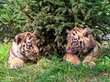 Зоопарк Барнаула показал тигрят и крошечных леопардов