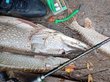 Рыбак в Омске похвастался уловом-гигантом. ФОТО
