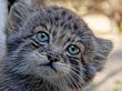 Новосибирский зоопарк показал снимки подросших котят манула
