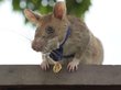 Гигантской крысе вручили золотую медаль