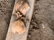 300-летние останки нашли в один день дачники в разных районах Абакана