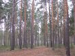 Ученые назвали причину исчезновения леса в степном Алтае