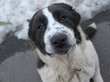 Пожизненное «заключение» грозит агрессивной собаке из Улан-Удэ
