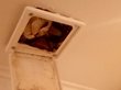 Кот застрял в потолке ванной в Новосибирске. ВИДЕО