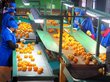 Апельсины оказались смертельно опасны для белокожих людей