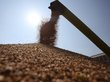США предсказали России великолепный урожай пшеницы