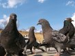 Санврачи предупредили об опасности кормления голубей